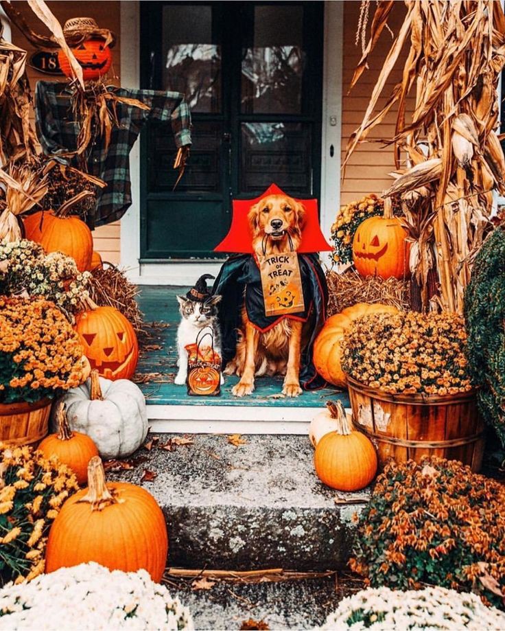 Happy Halloween 🎃🧡 #October #Halloween #fall