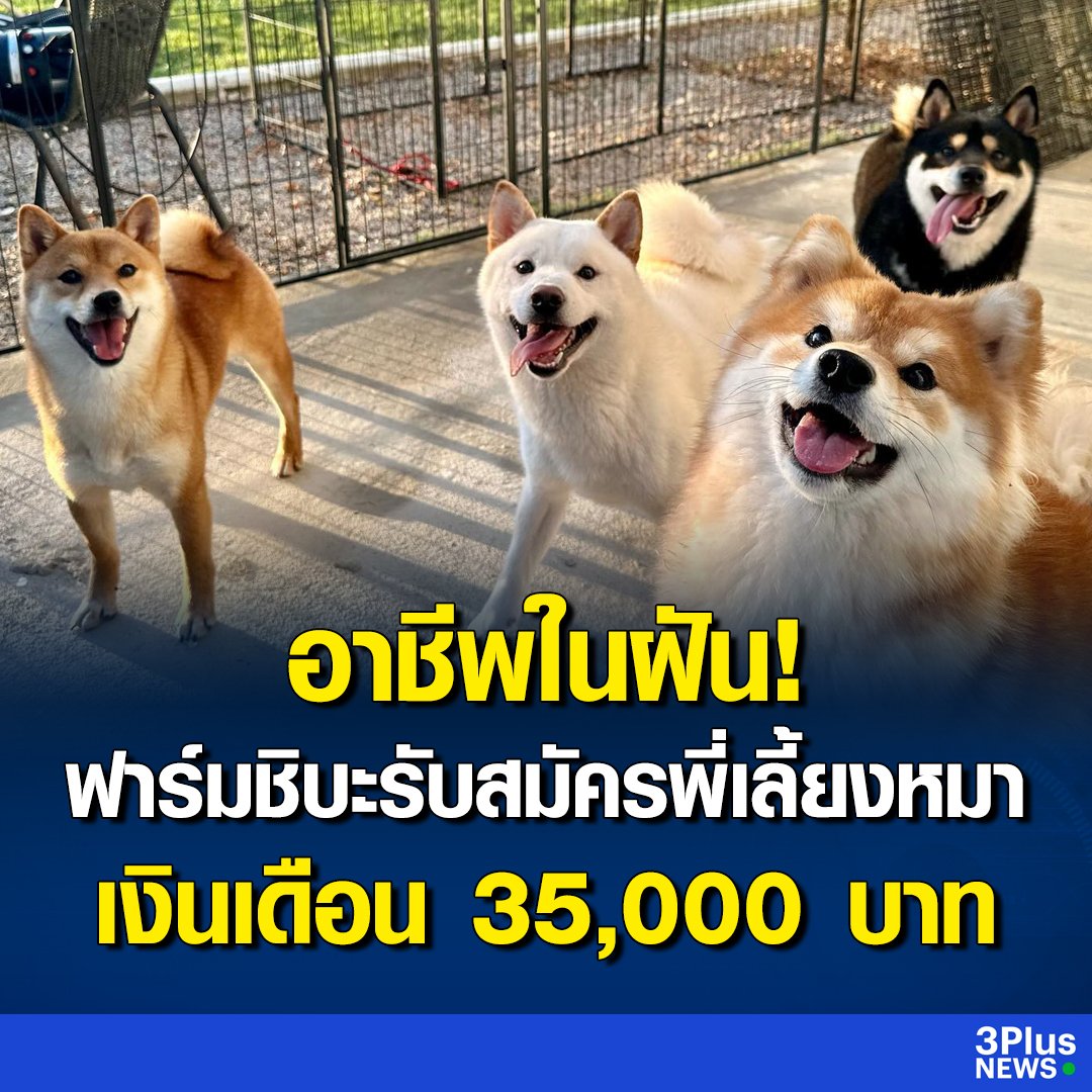 นี่มันงานในฝันชัดๆ สวรรค์คนรักสัตว์ของจริง กินอยู่ฟรี มีเงินเดือน 35,000 ขอใบสมัครเลยได้ไหม อยากอยู่ใกล้น้องมากอ่าาาา 55555