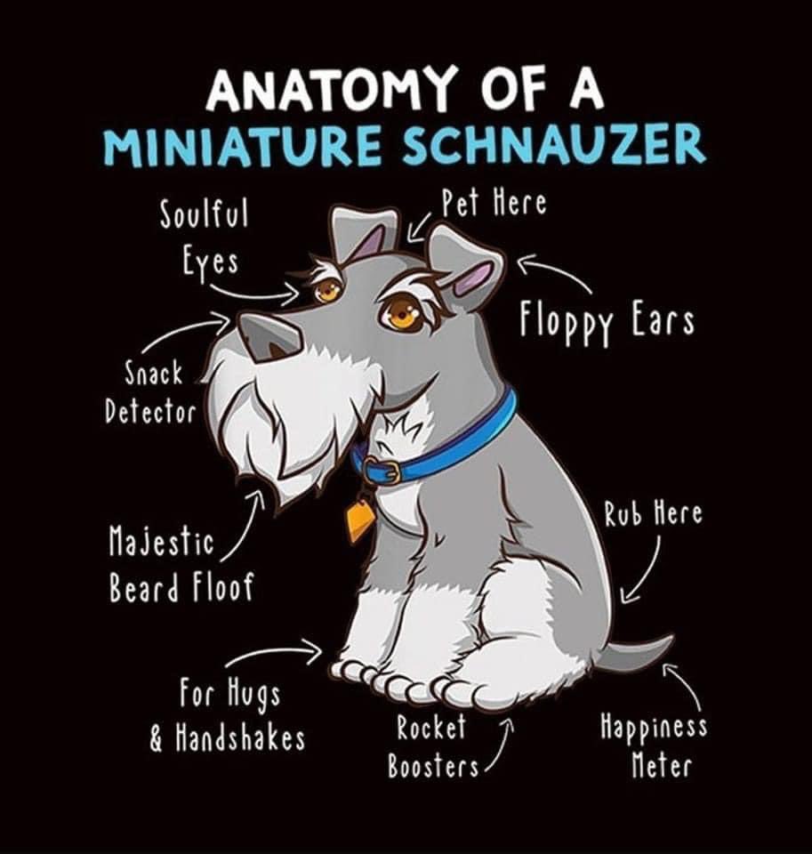 BeerChrissy's tweet photo. I just loooooove my Schnauzers sò much! #SchnauzerGang #schnauzers #bestdogs https://t.co/QECaGn87Tk
