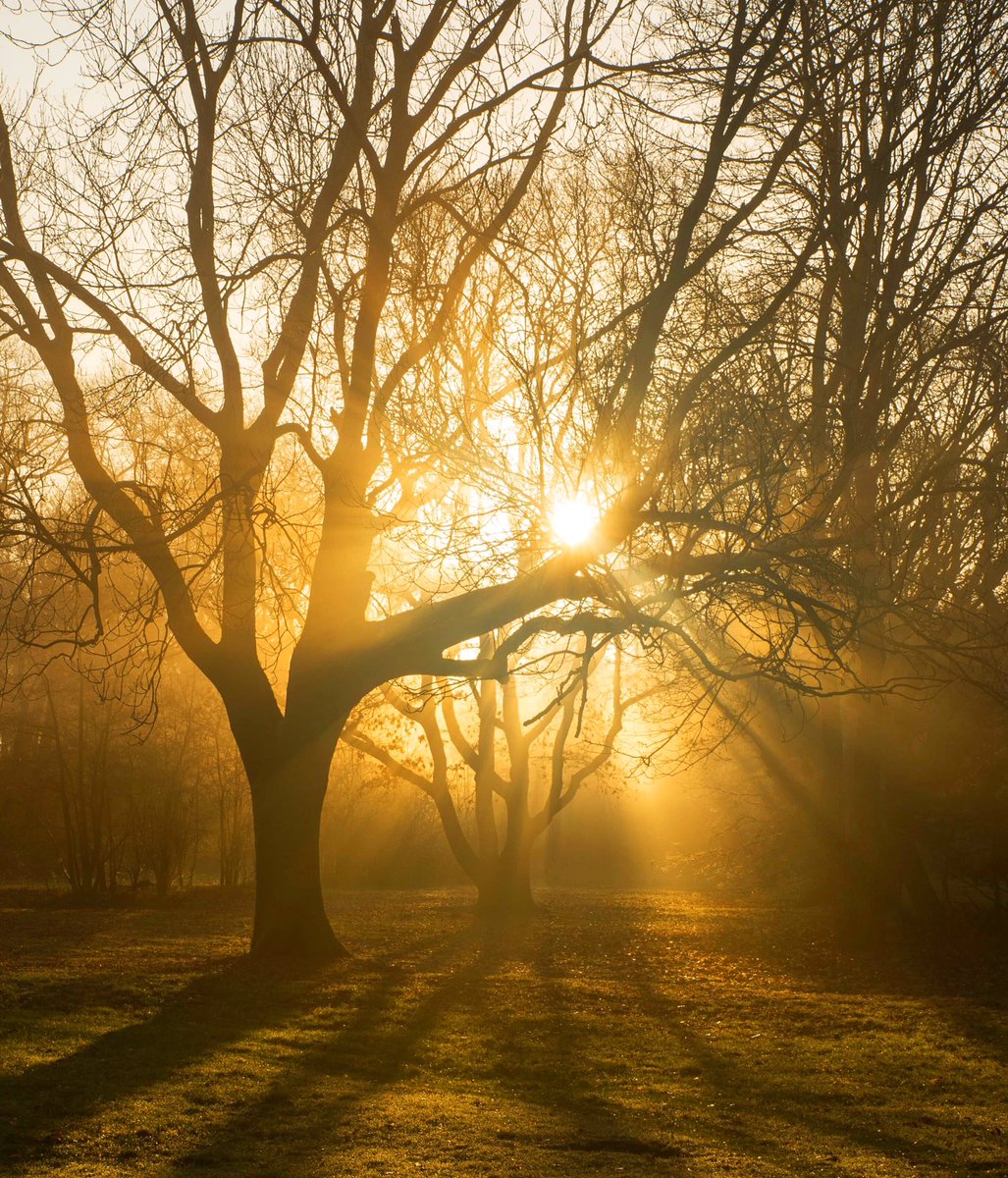 JanneHaapamaki's tweet photo. Have a great weekend! ☀️
#haveagreatweekend #weekendvibe #foggy #foggymorning #usva #usvainenaamu #dimma #dimmigmorgon #foggyforest #forest #panbos #panboskatwijk #myhappyplace #beautifullight #ditiskatwijk #katwijkfotos #memoryphotos #autumnisokay #fallisintheair #naturephotos https://t.co/f78Ur32qWX