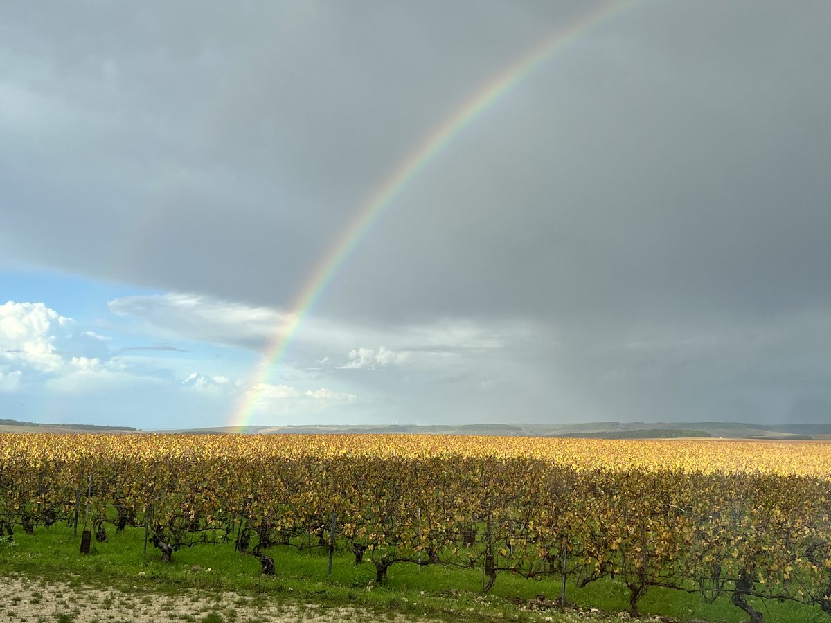 This week in Chablis - golden!
⁦<a href="/vinsdechablis/">Vins de Chablis</a>⁩