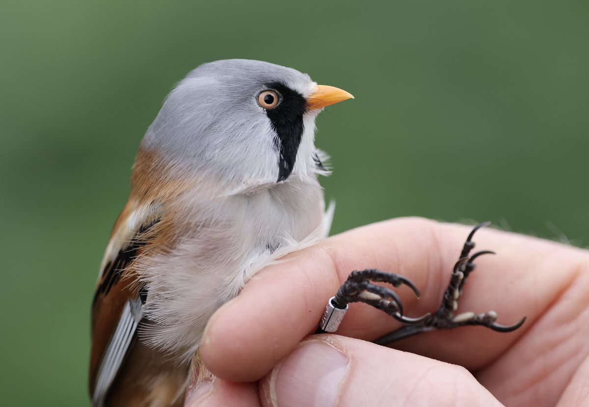 Stuart Fox (@stuartfox1) on Twitter photo Male Bearded Tit caught by the Ringing group at RSPB Rye Meads on the HMWT part of the reserve this morning. <a href="/sehertsrspb/">RSPB SE Herts Group</a> <a href="/RSPBRyeMeads/">RSPB Rye Meads</a> <a href="/HMWTBadger/">Herts & Middlesex Wildlife Trust</a> <a href="/AH_birdartist/">Alan Harris</a> Male Bearded Tit caught by the Ringing group at RSPB Rye Meads on the HMWT part of the reserve this morning. <a href="/sehertsrspb/">RSPB SE Herts Group</a> <a href="/RSPBRyeMeads/">RSPB Rye Meads</a> <a href="/HMWTBadger/">Herts & Middlesex Wildlife Trust</a> <a href="/AH_birdartist/">Alan Harris</a>