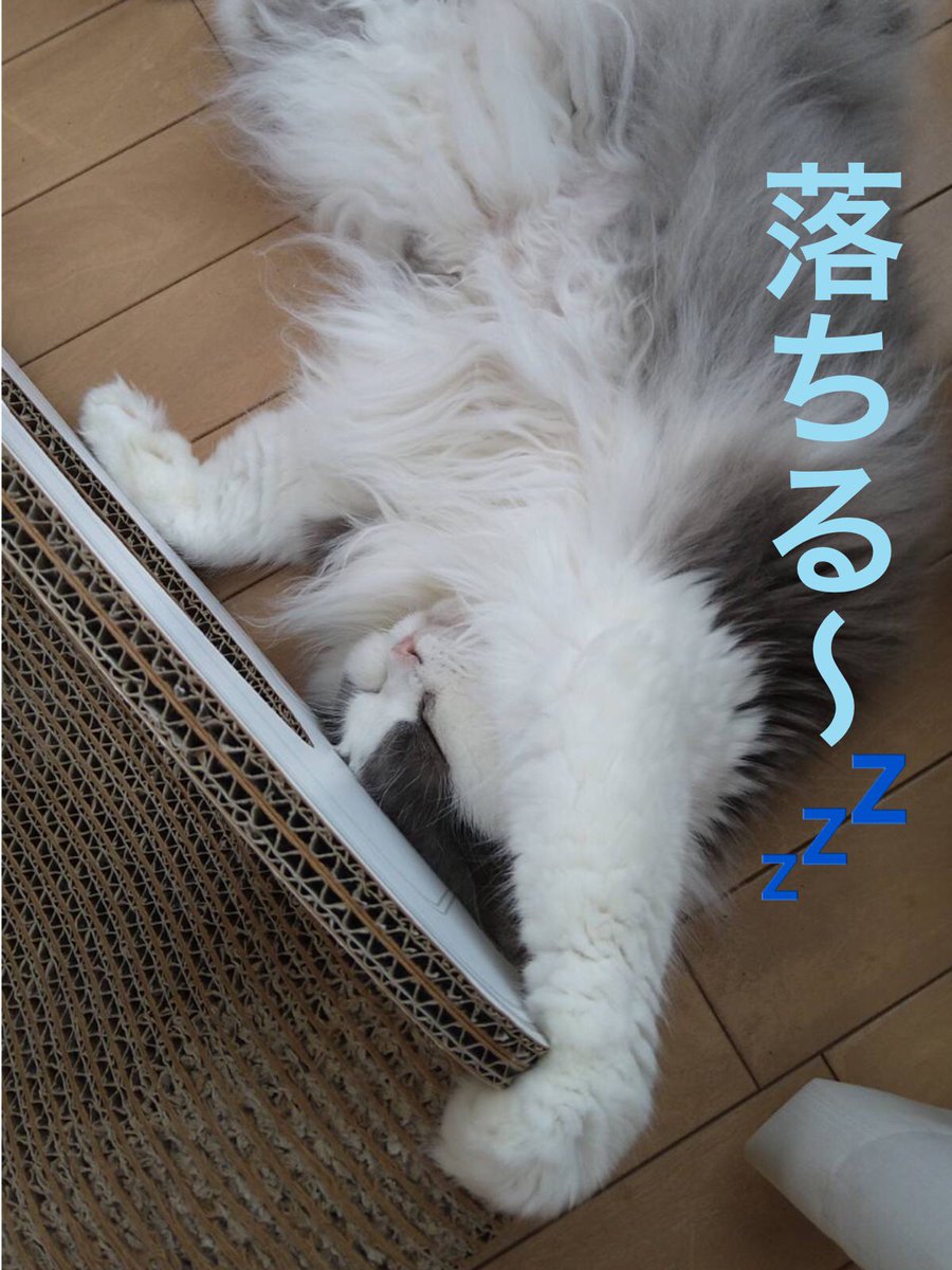 museumuu's tweet photo. ムーのねこ日和　第22話『ぼくは人間』
#ねこ #4コマ #4コマ漫画 #漫画 #漫画が読めるハッシュタグ 
#猫のいる暮らし #猫がいる生活 #猫写真 #落ちる夢 #cat 
#猫好きさんと繋がりたい #猫好き #ムーのねこ日和 #イラスト https://t.co/8hV8SEYNNJ