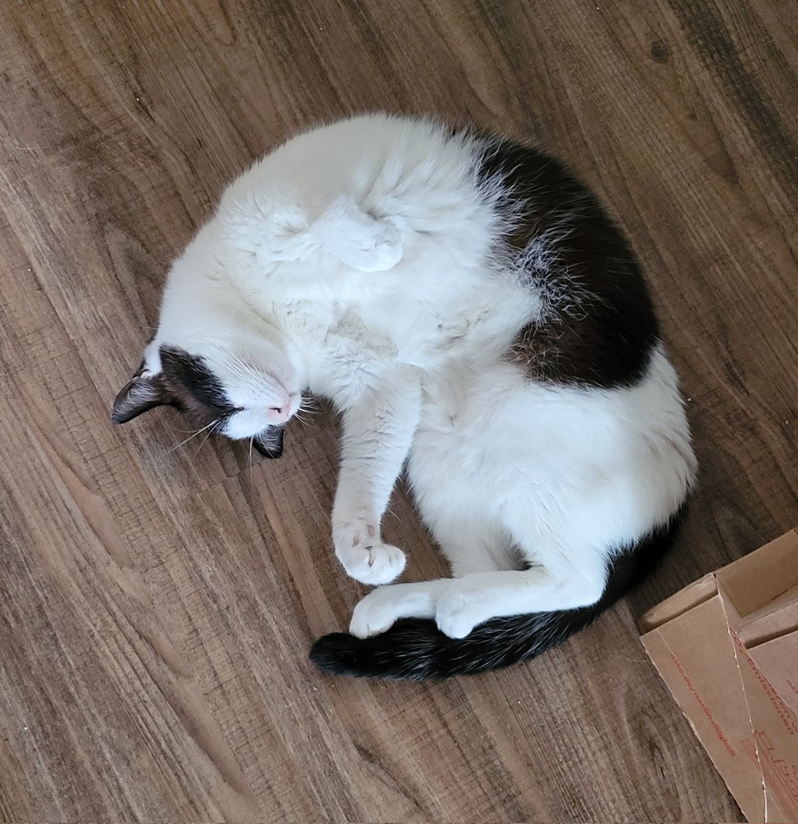 lycosoid's tweet photo. my 6 year old cat brownie has been diagnosed with diabetes today and my mom &amp; i cant keep up with paying for his insulin injections and vet checkups. 

if u want to help PLEASE retweet this or donate (link below) - even just a little helps !!! ✨

donate: https://t.co/B7NovjFMQW https://t.co/x3FXehnD99