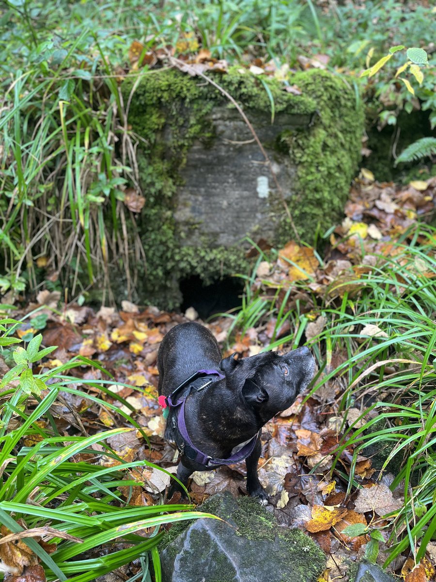 Slippy Foxwell Underfoot - Agent 360 🏅 tweet media