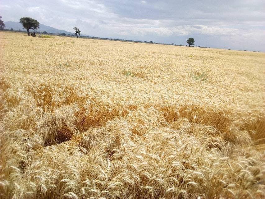 FitsumAdela's tweet photo. This is what happens when you realize No Nation is doomed to live on aid &amp; handouts. #Ethiopia has what it takes &amp; the best is yet to come! What we have achieved through Ethiopia’s National Wheat Program changed 🇪🇹’s long history of importing Wheat &amp; we are set to begin export. https://t.co/kI4ZFHD8HM