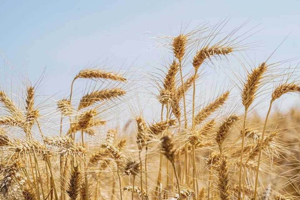FitsumAdela's tweet photo. This is what happens when you realize No Nation is doomed to live on aid &amp; handouts. #Ethiopia has what it takes &amp; the best is yet to come! What we have achieved through Ethiopia’s National Wheat Program changed 🇪🇹’s long history of importing Wheat &amp; we are set to begin export. https://t.co/kI4ZFHD8HM