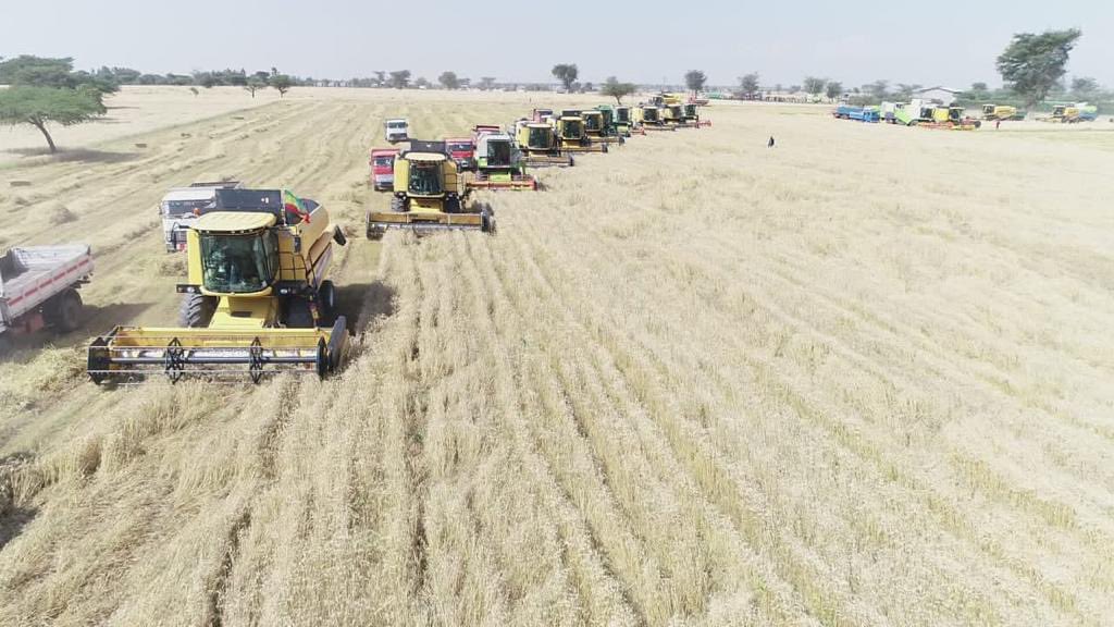 FitsumAdela's tweet photo. This is what happens when you realize No Nation is doomed to live on aid &amp; handouts. #Ethiopia has what it takes &amp; the best is yet to come! What we have achieved through Ethiopia’s National Wheat Program changed 🇪🇹’s long history of importing Wheat &amp; we are set to begin export. https://t.co/kI4ZFHD8HM