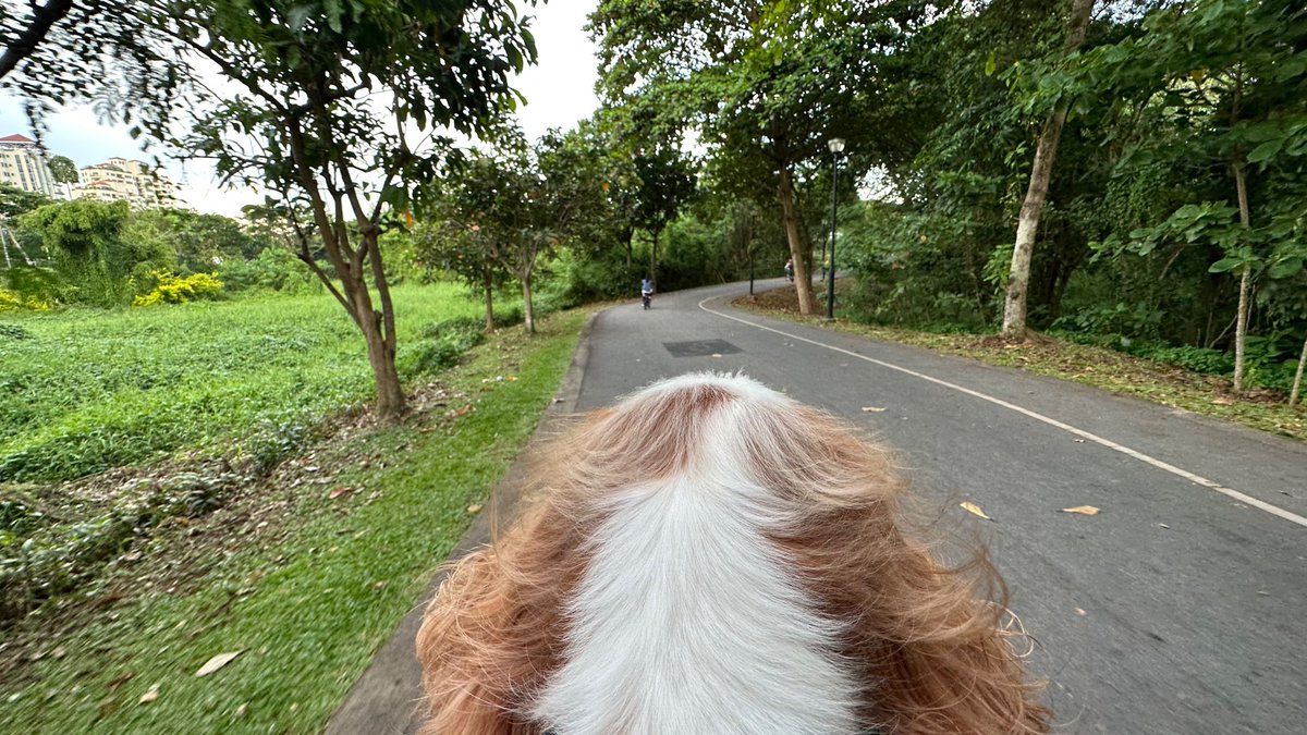 It’s so green! #DogsofTwitter