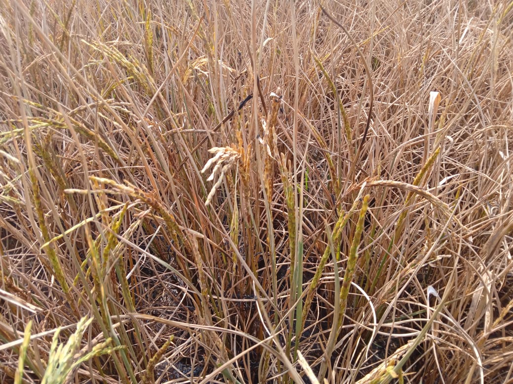 ankitkumar734ac's tweet image. In my village most of farmers are facing this problem in DHAN fashal if any solution you have plz help🙏
#agriculture #agricultureproblem