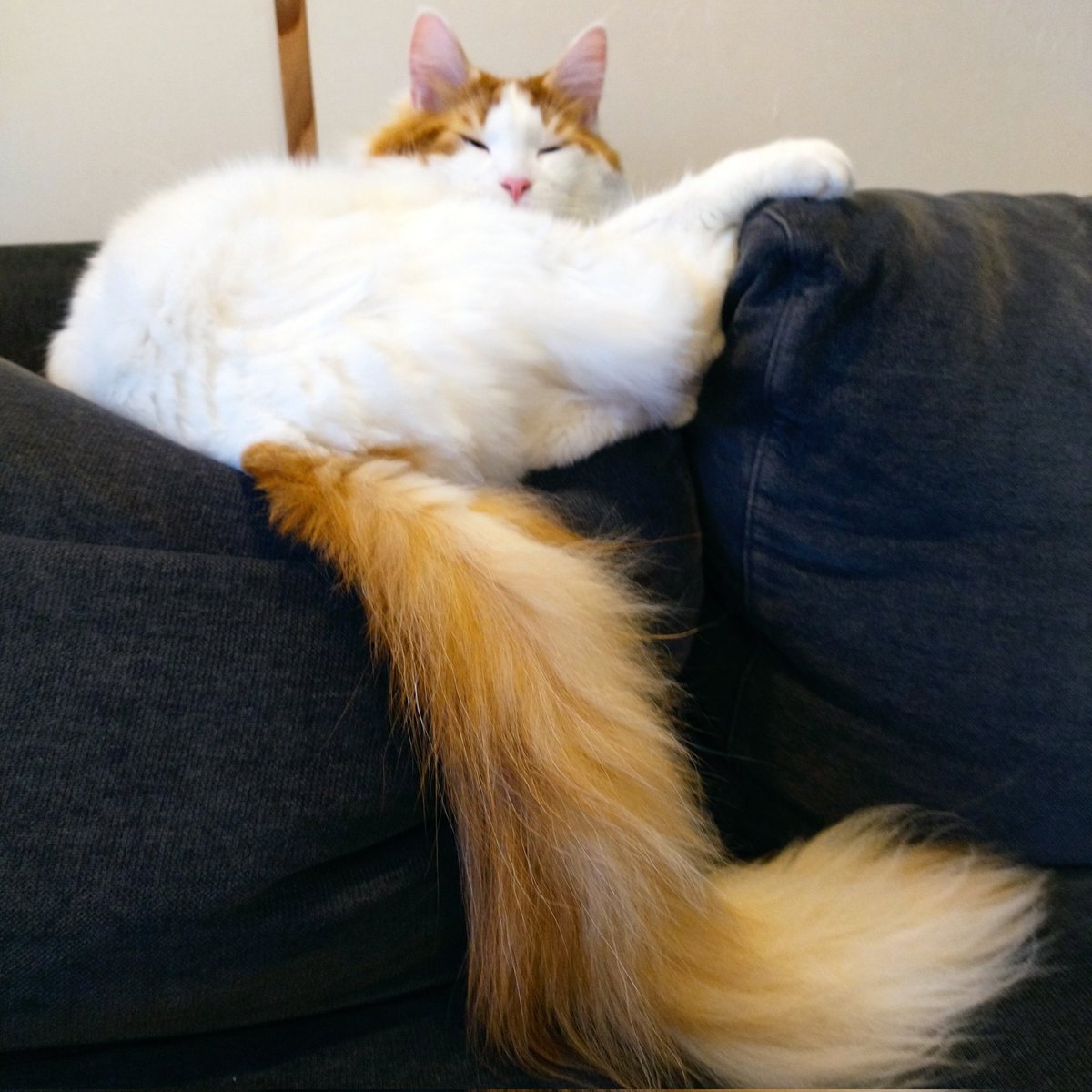 mainecoon_sette's tweet photo. 薄目でこちらを伺ってからのスヤスヤ💤
#メインクーン #メインクーン男の子 #長毛猫 #猫 #猫のいる暮らし #今日の猫 #絶妙な場所で寝る #スヤスヤ #可愛い寝顔 #薄目 #お気に入りの場所 #たまに落ちる #maincoon #maincoonlovers #maincoonboy #cat #todayscat #sleepingcat #sleepingface #nap https://t.co/eIzk95b1g5