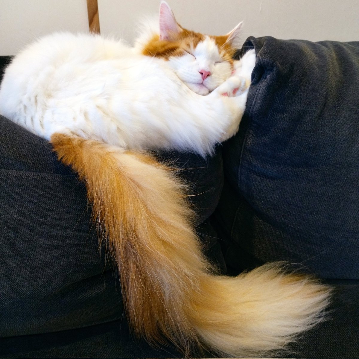 mainecoon_sette's tweet photo. 薄目でこちらを伺ってからのスヤスヤ💤
#メインクーン #メインクーン男の子 #長毛猫 #猫 #猫のいる暮らし #今日の猫 #絶妙な場所で寝る #スヤスヤ #可愛い寝顔 #薄目 #お気に入りの場所 #たまに落ちる #maincoon #maincoonlovers #maincoonboy #cat #todayscat #sleepingcat #sleepingface #nap https://t.co/eIzk95b1g5