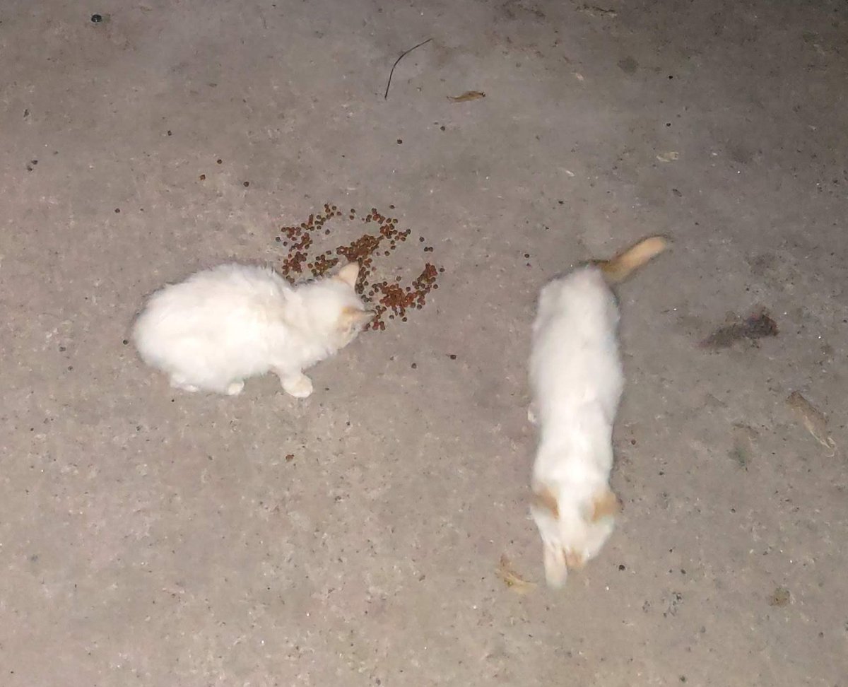 AntonioReyesTx's tweet photo. Hey Chicorita & Jolene. Days Like These Are Reminder To Not Forget The Sacrifice You Made For Me During The Village Witch Hunt Days In The Oak Forest. I Miss You #Familiars #Charmed #NationalCatDay #BlackCats #WhiteCars #Caturday #CatsOfTwitter 🐅🐆🐈🐾😾😿 https://t.co/J88aFksCdP
