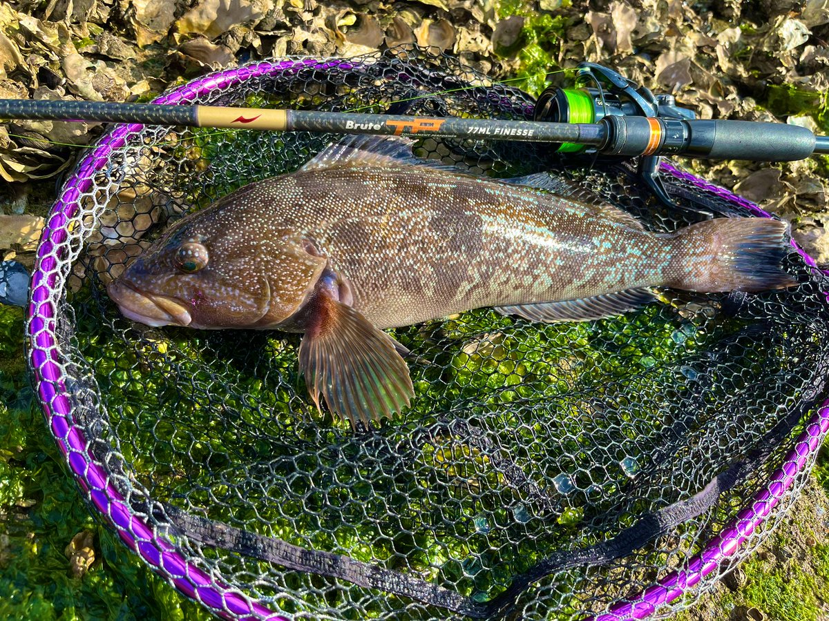 fish_kumagai's tweet photo. 今日は先日の大会の時に合わせ損ねた魚を取りに😤
前と同じところに通すとコンっといいバイト!ただショートバイトで乗らないのでカラーチェンジすると一発でした!
他にもいいバイトありましたが合わせず大会用に残すことに🤤
#APIA #TP77ML https://t.co/oJaHs7QO8A