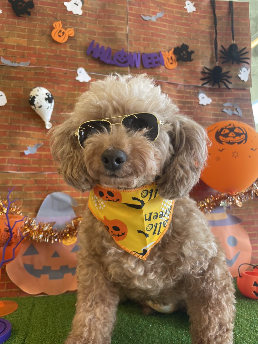 SatooyaCafe's tweet photo. そろそろハロウィンですね！
明日は10：00～19：00でやってます☺
ふれあい目的の方も大歓迎です(*‘ω‘ *)
是非ご来店下さい😆

＃犬　＃譲渡犬　＃里親さん募集　＃里親募集
＃犬のいる生活　＃犬好きさんと繋がりたい　＃犬の飼い方　＃ハロウィン https://t.co/mGVeCCDHlX