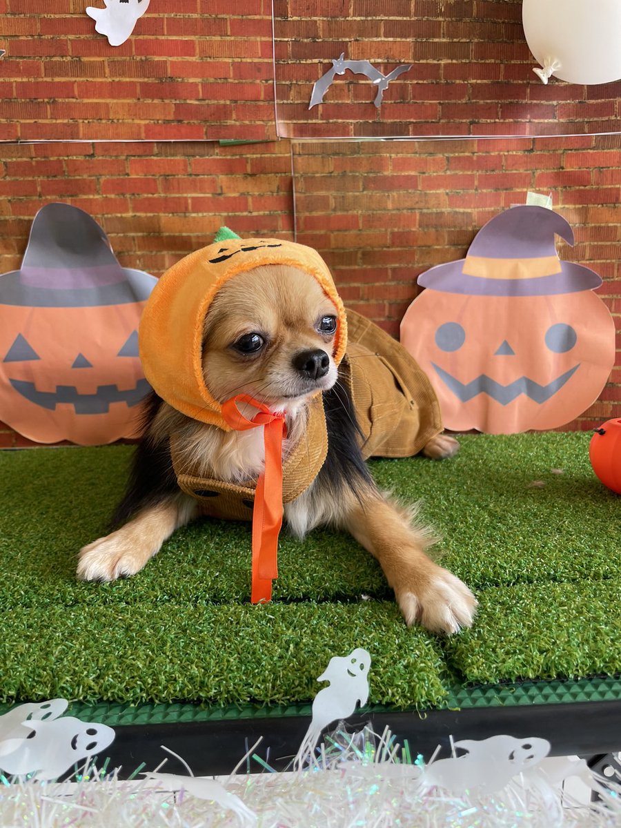 SatooyaCafe's tweet photo. そろそろハロウィンですね！
明日は10：00～19：00でやってます☺
ふれあい目的の方も大歓迎です(*‘ω‘ *)
是非ご来店下さい😆

＃犬　＃譲渡犬　＃里親さん募集　＃里親募集
＃犬のいる生活　＃犬好きさんと繋がりたい　＃犬の飼い方　＃ハロウィン https://t.co/mGVeCCDHlX
