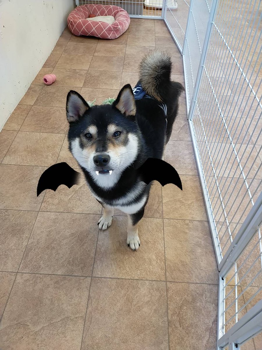SatooyaCafe's tweet photo. そろそろハロウィンですね！
明日は10：00～19：00でやってます☺
ふれあい目的の方も大歓迎です(*‘ω‘ *)
是非ご来店下さい😆

＃犬　＃譲渡犬　＃里親さん募集　＃里親募集
＃犬のいる生活　＃犬好きさんと繋がりたい　＃犬の飼い方　＃ハロウィン https://t.co/mGVeCCDHlX