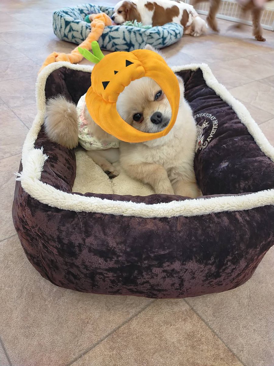 SatooyaCafe's tweet photo. そろそろハロウィンですね！
明日は10：00～19：00でやってます☺
ふれあい目的の方も大歓迎です(*‘ω‘ *)
是非ご来店下さい😆

＃犬　＃譲渡犬　＃里親さん募集　＃里親募集
＃犬のいる生活　＃犬好きさんと繋がりたい　＃犬の飼い方　＃ハロウィン https://t.co/mGVeCCDHlX
