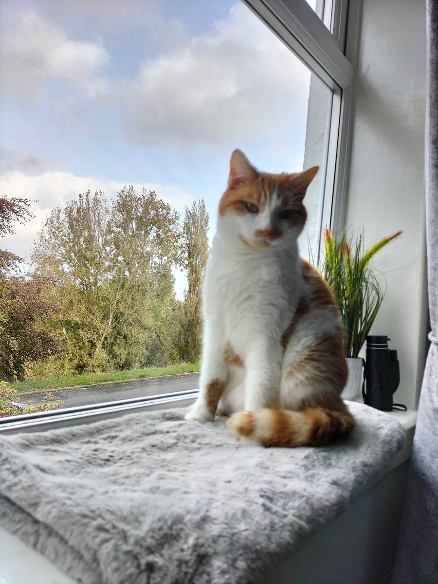 LokiLeonardo's tweet photo. Happy Caturday folks! Feeling particularly handsome today. 🥰🐾🐾🐾 #Caturday #CatsofTwittter https://t.co/vP35P4Tsxu