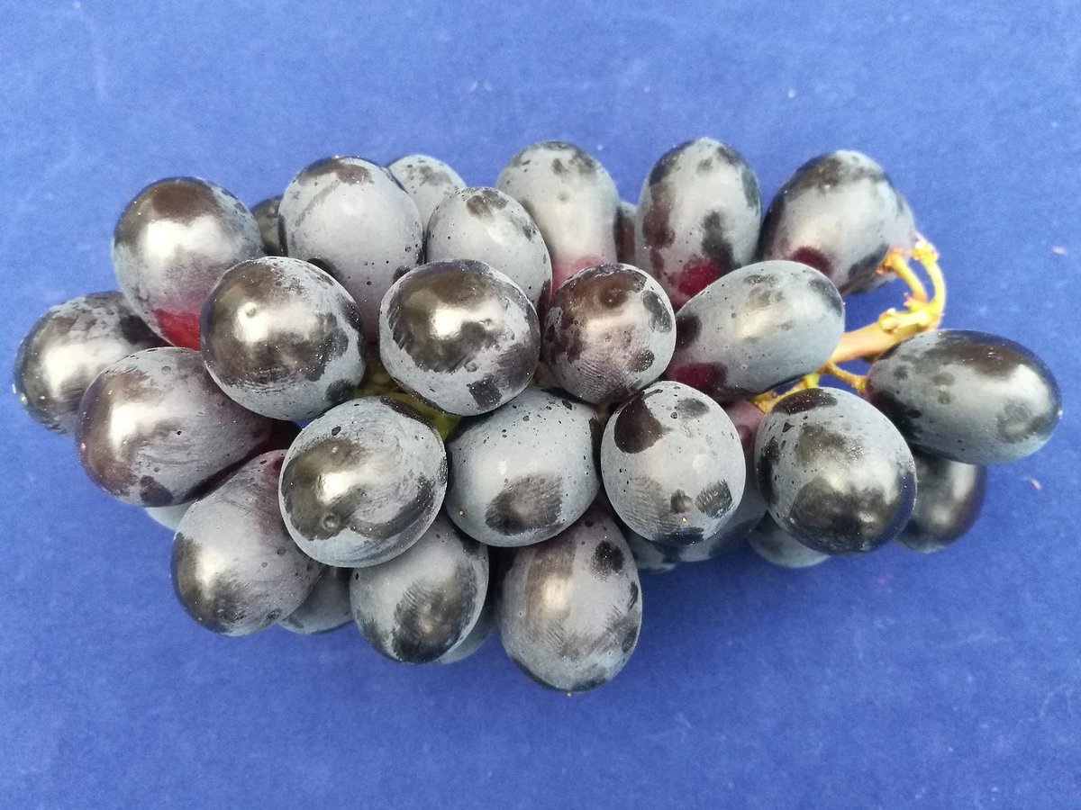 InMyFruitBowl's tweet photo. It's a perfect time for Brazilian Vitoria black grapes: fresh and packed with flavour and sweetness. https://t.co/7DoN3UvRKo