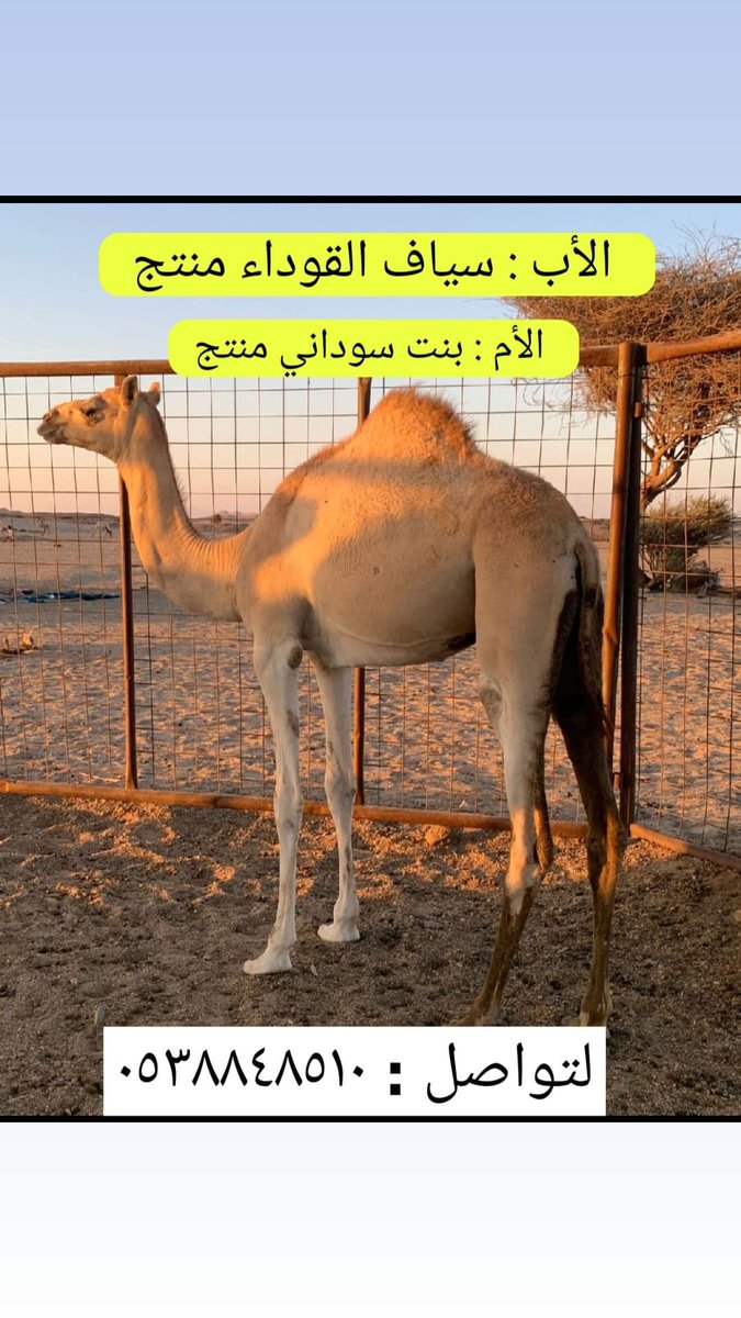 أفلح من ذكر الله

العرض القادم : بكرة 

الأب : سياف القوداء منتج ومعروف 

الأم : بنت سوداني منتج

السن : ميلادهاء ١٤٤٣/٣/١٥

المعلومات : رابط اخت البكرة من امهاء موجود والبكرة ثاني انتاج الناقة مثبتة اضراب شخصي

الموقع : ضواحي  أملج السوم : 25

0538848510