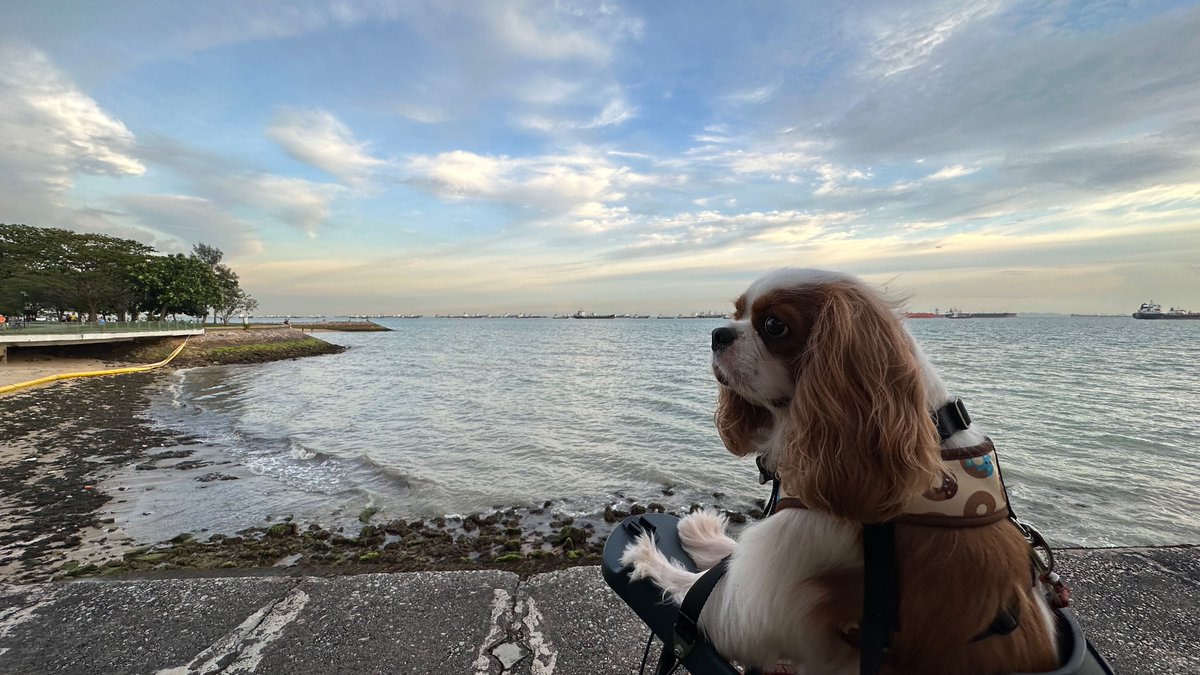 You have arrived at your destination! #DogsofTwitter