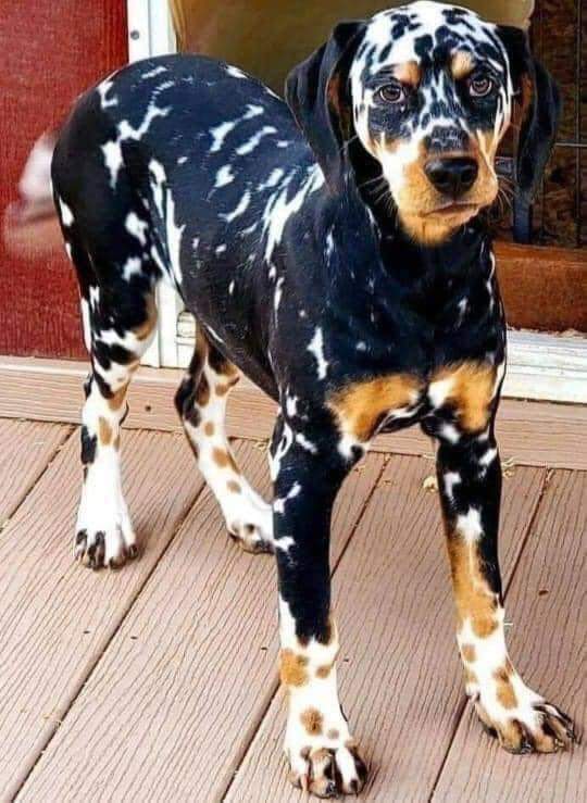 Happy Dog tweet media