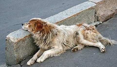 iamproffi's tweet image. Еще одна печальная примета осени: на улицах становится больше бездомышей...😧
#осень #собаки #бездомныеживотные