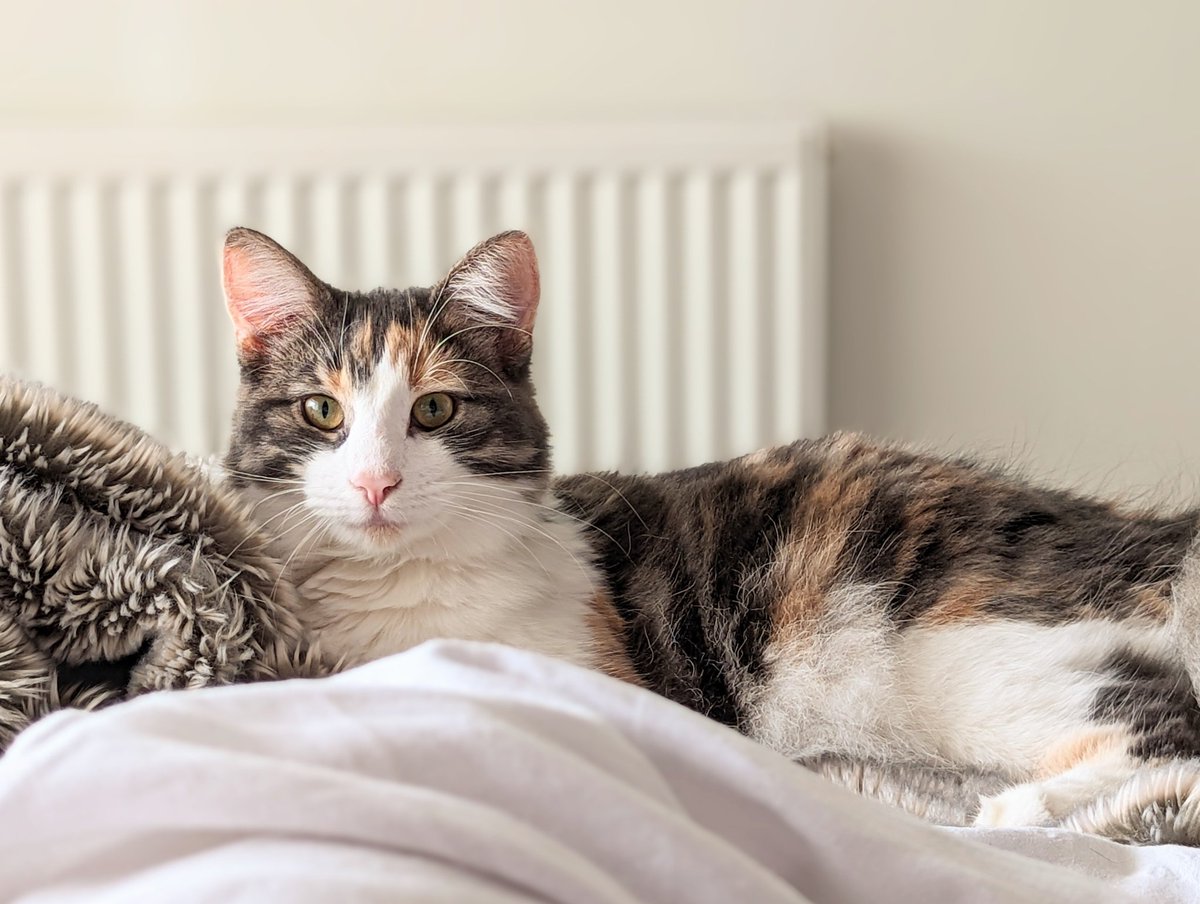 Joshimodo's tweet photo. It's true: #Caturday is the best day! Luna is 8 months old next week, and is a very big and beautiful fluffball. #CatsOfTwitter #Cute https://t.co/60F2nVQuwt