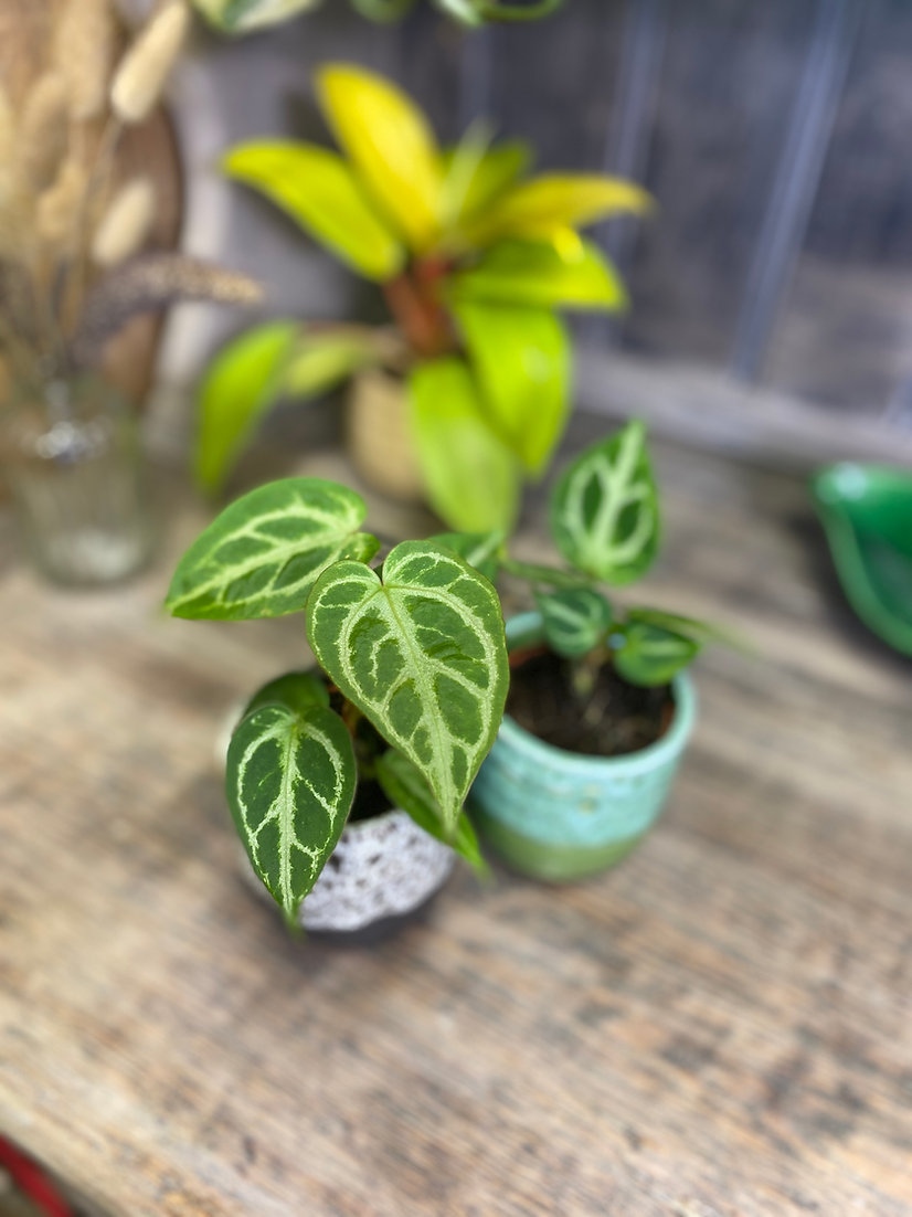 ginger_jungle's tweet photo. The cutes!

Anthurium Crystallinum 😊

#thegingerjungle #urbanjungle #babyplants #minihouseplants https://t.co/deDBoxKeAd