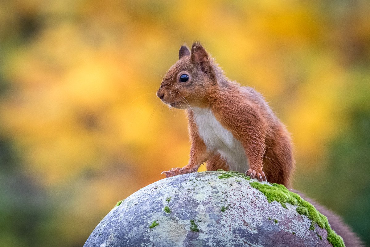 Red squirrel this morning @WestmorlandReds