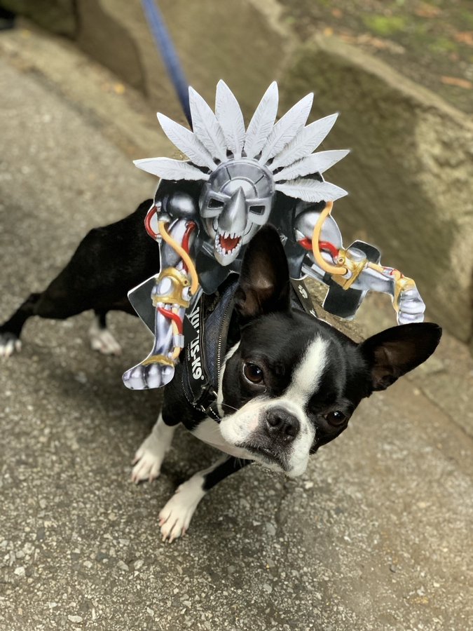 まさに実写版ジョジョ イギーのコスプレのクオリティが高すぎる おたくま経済新聞