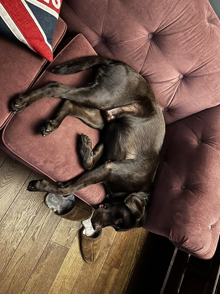 ChocolateAsbo's tweet photo. Another tough day keeping the sofa safe. https://t.co/RYUYoOij4A
