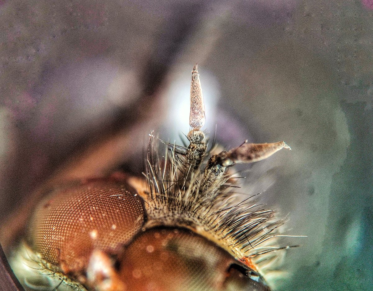 Hengarca's tweet photo. Sometimes I see small things so big, I look like a giant 🧙
.
#buongiorno #insecto #naturephotography  #macrophoto  #buenosdias #insectos #bonjour #moscarda #naturaleza #fotografia #photography   #artphoto #nature #eyes #macroworld #life #macrophotography #macro #botfly https://t.co/kl7qjTTh45