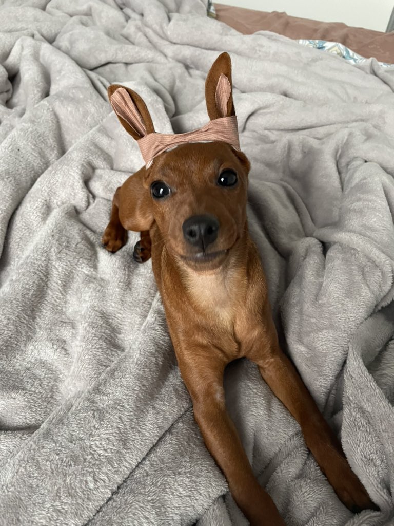 KRadchanka's tweet photo. My woof today #dog #animal #minipinscher https://t.co/j79couM8K5