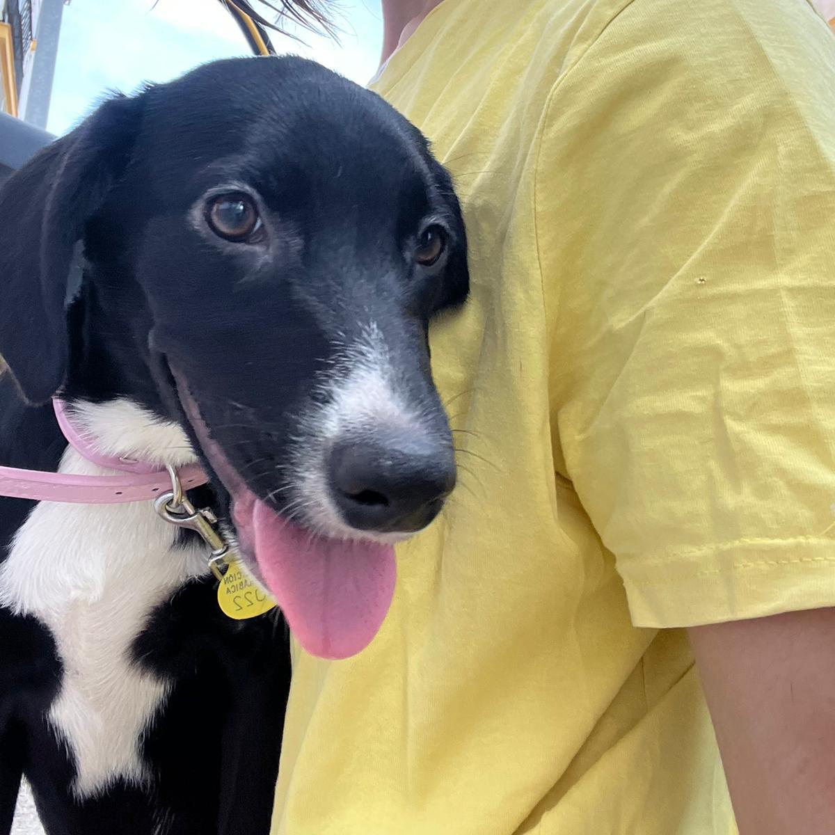 No hay sensación más bonita que adoptar un perrito y ver su carita de felicidad 🥺