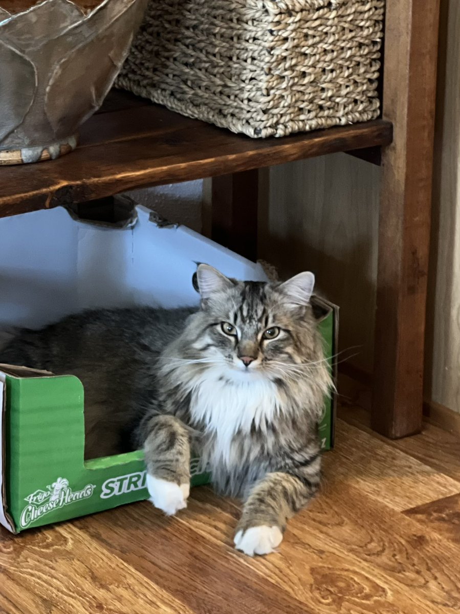 Cooper_Lechat's tweet photo. Heyyy beloved #FurrFam I’m just going to hang in here for a while, cuz I’d miss you all way too much🤍
#Solidarity #CatsOfTwitter https://t.co/vYEy4KlO6b