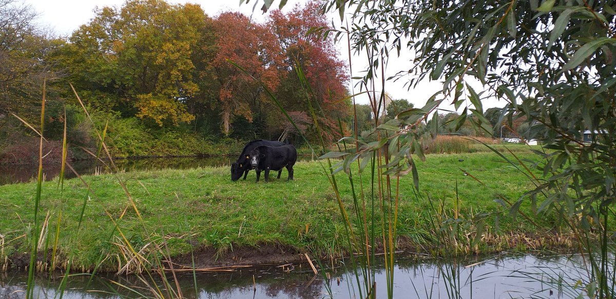 Tikoes11's tweet photo. Today a day in Voorburg; nice walk, still lovely weather🌷

"De Vlieger" is a polder mill in Voorburg. The authentic mill, built in 1621, is still fully operational and is now a museum.

Have a great Saturday / weekend🍀🙋‍♀️

#Voorburg #autumn #mill #molen
#devlieger #Saturday https://t.co/QMDTVzljQg