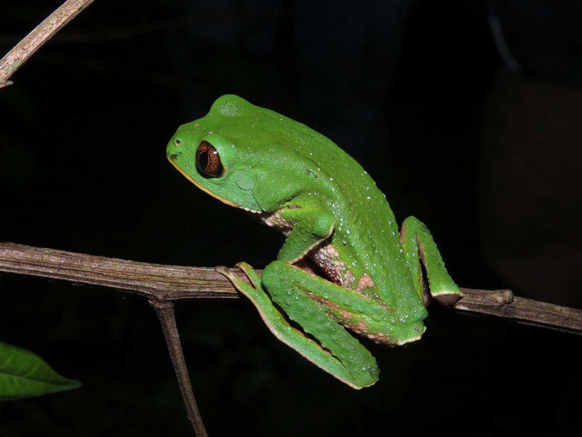 Emvarias's tweet photo. 4️⃣ ¿Sabías que La Pradera es un ecosistema en el que conservamos 460 especies de flora y 210 especies de fauna? ¡Somos solución ambiental para la región! https://t.co/D4ED3wLN34