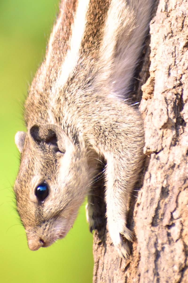 Dpsairy's tweet photo. Alert squirrel.
#squirrel #squirrels #Squirrels #SquirrelScrolling #animalsangels https://t.co/R366IqR9dv