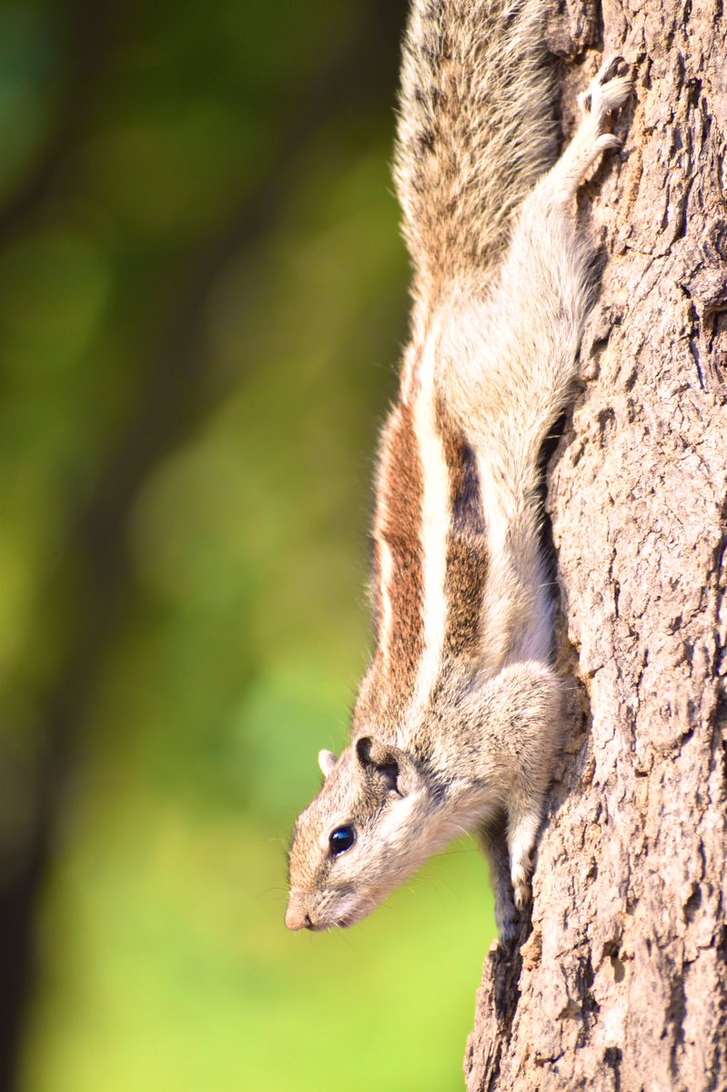 Dpsairy's tweet photo. Alert squirrel.
#squirrel #squirrels #Squirrels #SquirrelScrolling #animalsangels https://t.co/R366IqR9dv