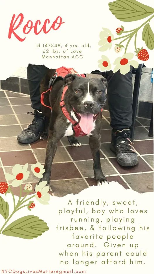 NMBewitched's tweet photo. Lucas never will get his miracle
Killed yesterday by @NYCACC
Yes yesterday, they did not update until today because your time, sharing &amp; devotion mean nothing to the killing machine of ACC

So ACC where is Rocco #147849
Xena #149991
Inquiring minds want to know

@NYCHealthCommr https://t.co/LyYdjuofjl