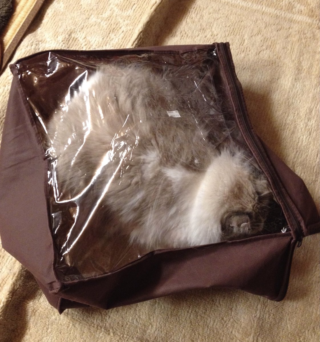 KRAUSER_MKM1000's tweet photo. ロシアン君による猫毛布団圧縮完了 https://t.co/KUKDyYchEd