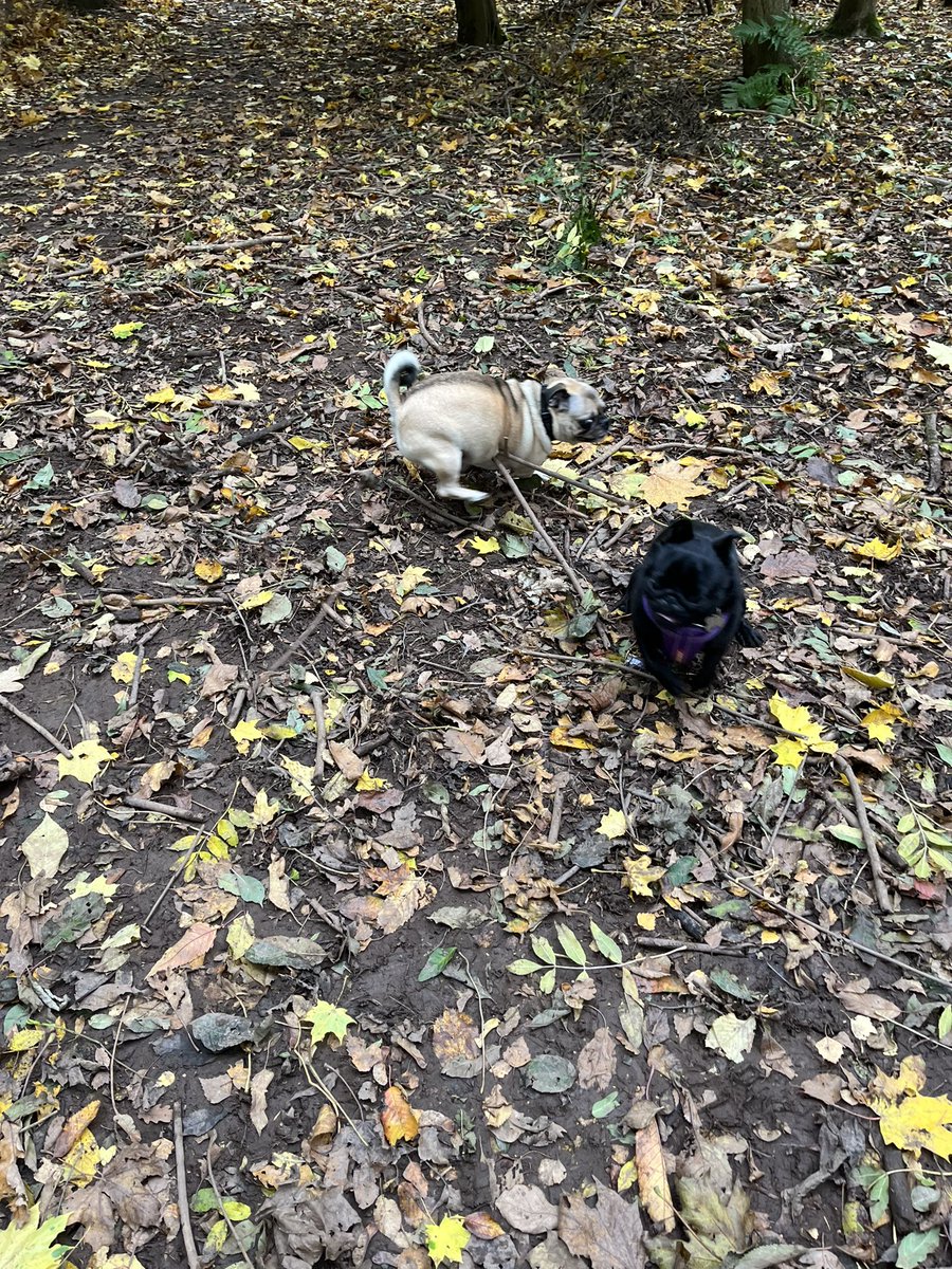 LKnoyle's tweet photo. It’s been a good few days for catching up with friends😊 The Leia and Louie love affair also continues… https://t.co/xnYRIK4bmG