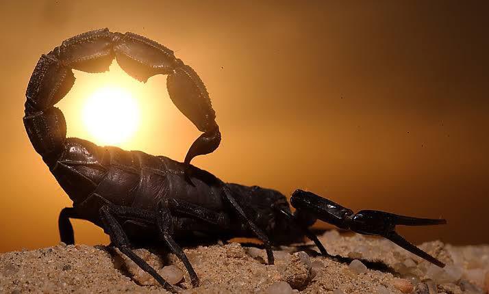 TheXStudioNFT's tweet photo. Scorpion Rising..

To spice things up we are going to add an additional 4 $BNB up for grabs to potential people who acquire $TXS, 4 winners!

As well as a 5000 TXS giveaway for RTs if we hit 500 RTs in 2hrs!

#XStudio #Aten #Ashron #SAFEMOONARMY #QuantumVerse #BNB #SpaceX https://t.co/8OHsQbm5Ns