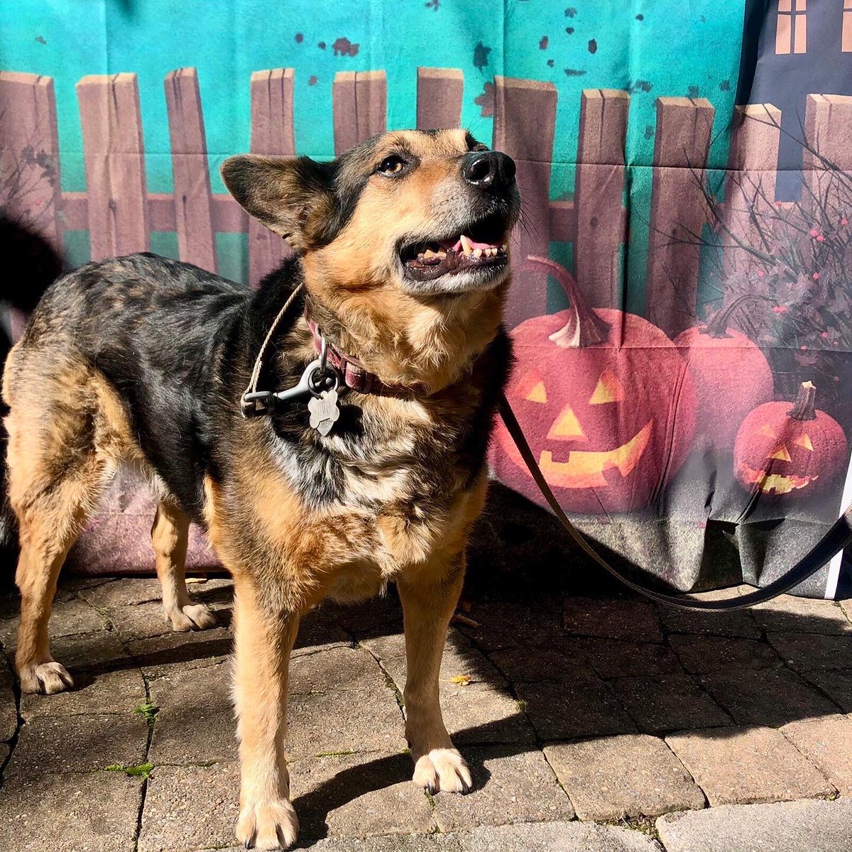 CaitlynPhD's tweet photo. Sheba got a sneak peek at @ArlingtonVALib #barkparty at Aurora highlands this afternoon. We ❤️ our library https://t.co/6n2YIFv5pI