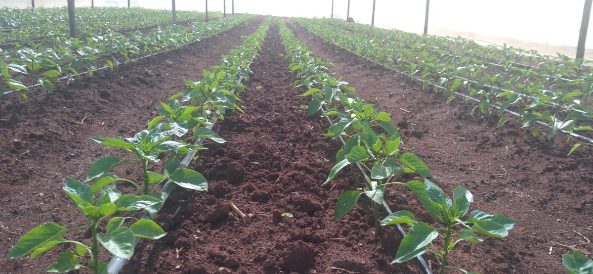 Mauwanee's tweet photo. We are @FarmsOneo , Pepper , Chillies &amp; Green Beans are Our Specialty... https://t.co/dNNsbweFZF