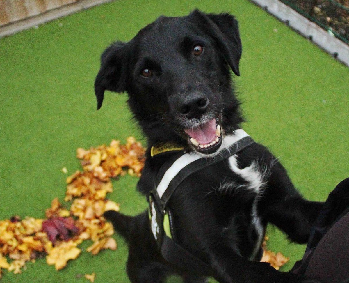 DT_Darlington's tweet photo. We hope you ๐งก these photos of Otto as much as we do!!!
You can check out his profile here! https://t.co/4lHAfVTzIf ๐พ
#dogstrust #dogstrustdarlington #autumndogs @DogsTrust https://t.co/rVfsujkCIV