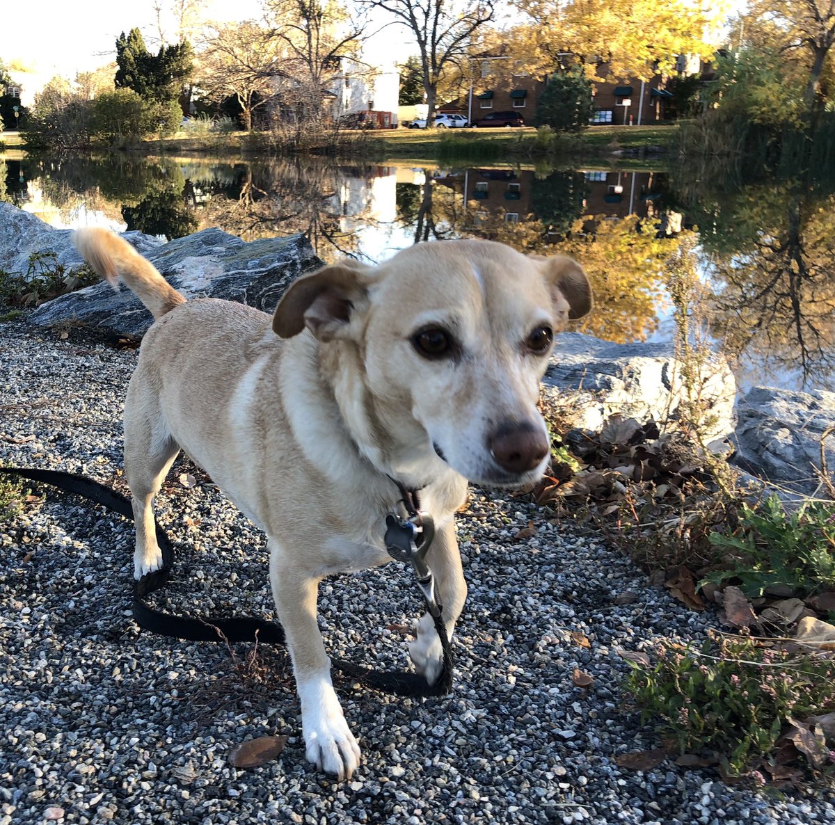 ThunderDMC's tweet photo. Cute dog pics… #BeBestie #VoteBlueForDemocracy #vote #Denver #denverdog #fallcolors https://t.co/1xfzvvOluv