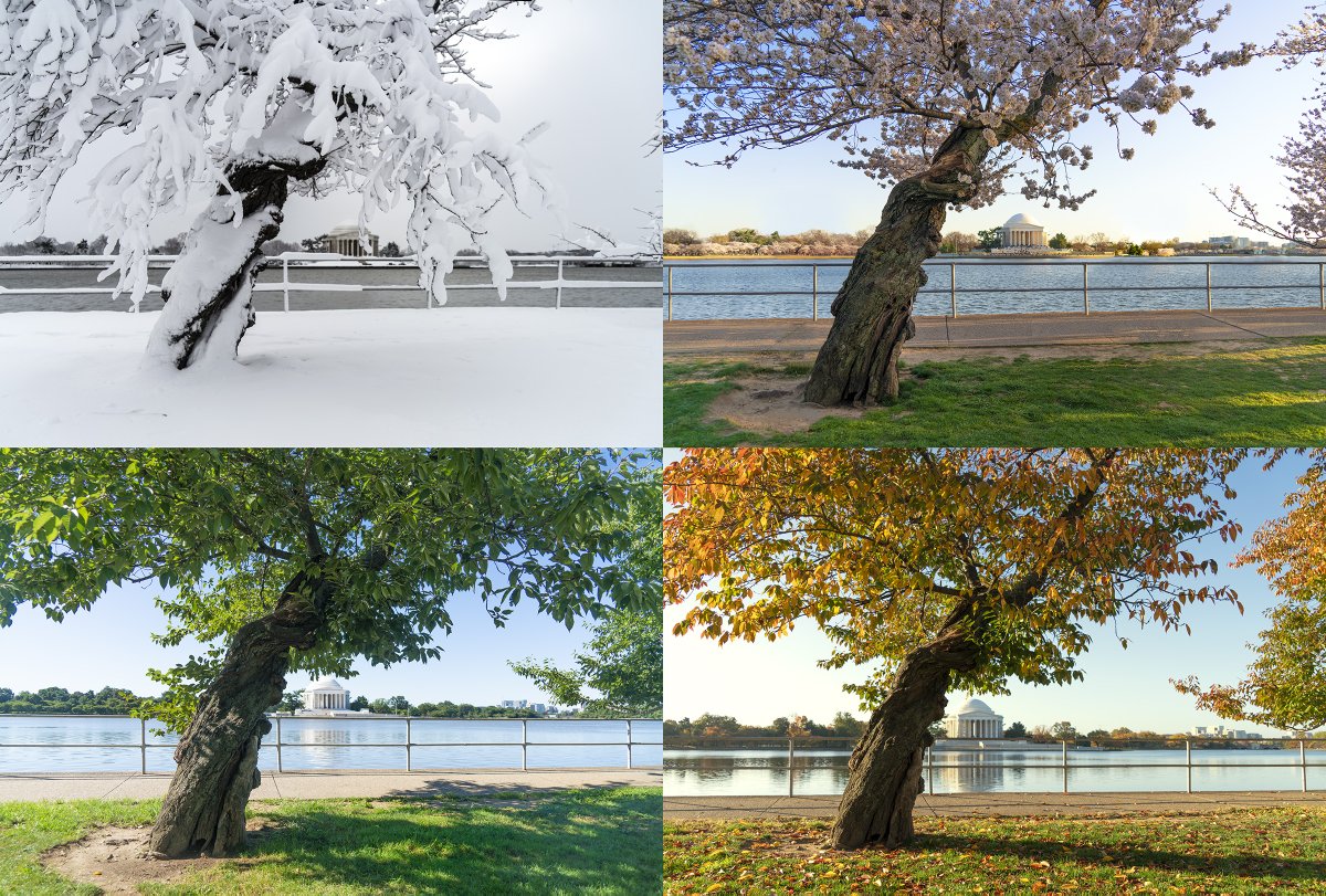 Fall color is peaking at the Tidal Basin, and I finished my 2022 four-season photo series today.  The dates are Jan. 3, March 21, Aug. 13, and Oct. 29.

The fall color of the cherry trees is excellent compared to recent years, and it's peaking about a week earlier than usual.